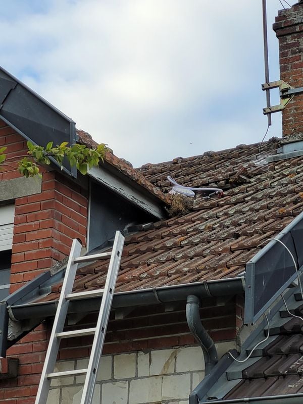 guêpes dans les murs Rethel