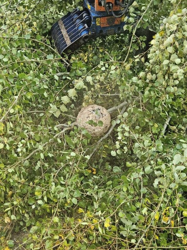 66f53835300000a7ae8059e2