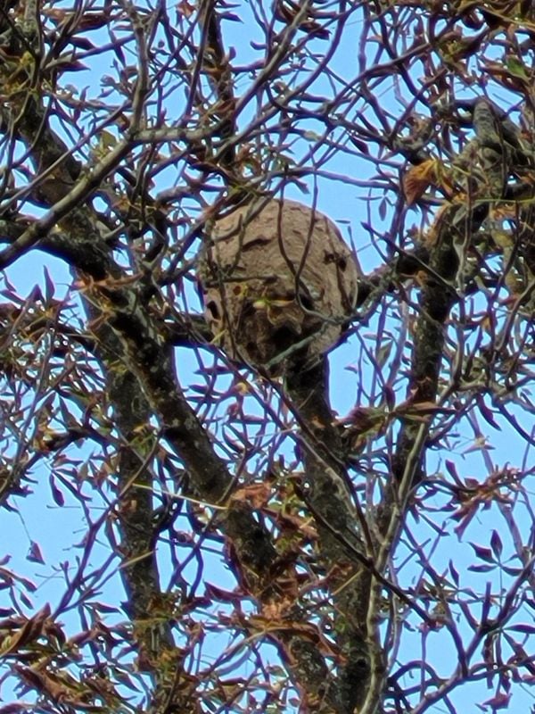 67193d6531000032d8138ae5