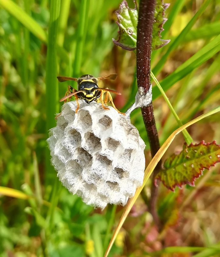 destruction nid de guêpe