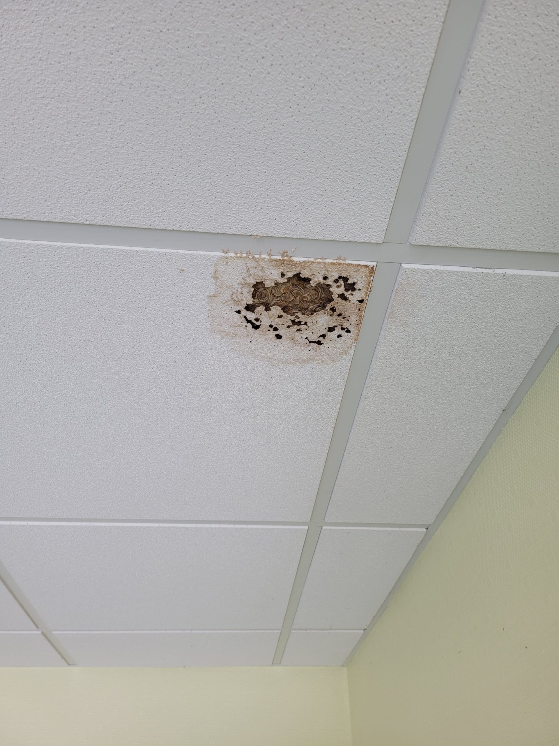 guêpes dans les murs Rethel