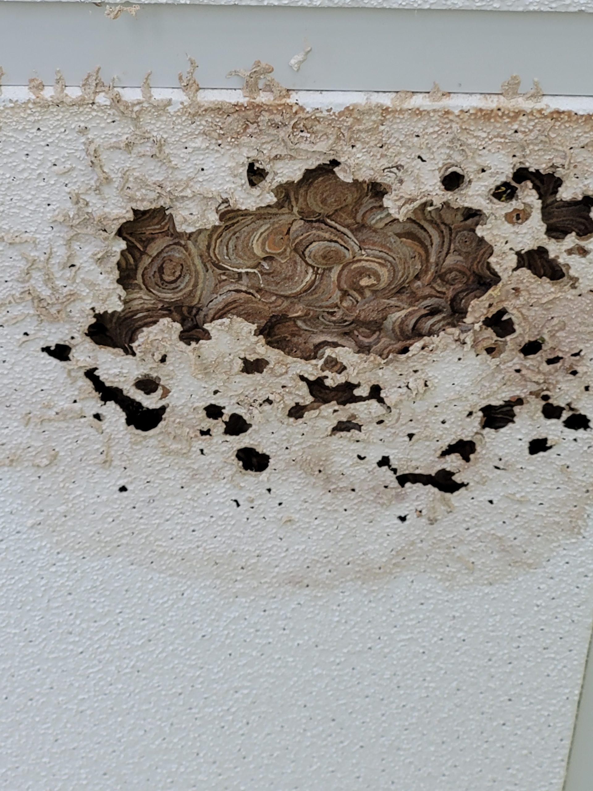 guêpes dans les murs Rethel