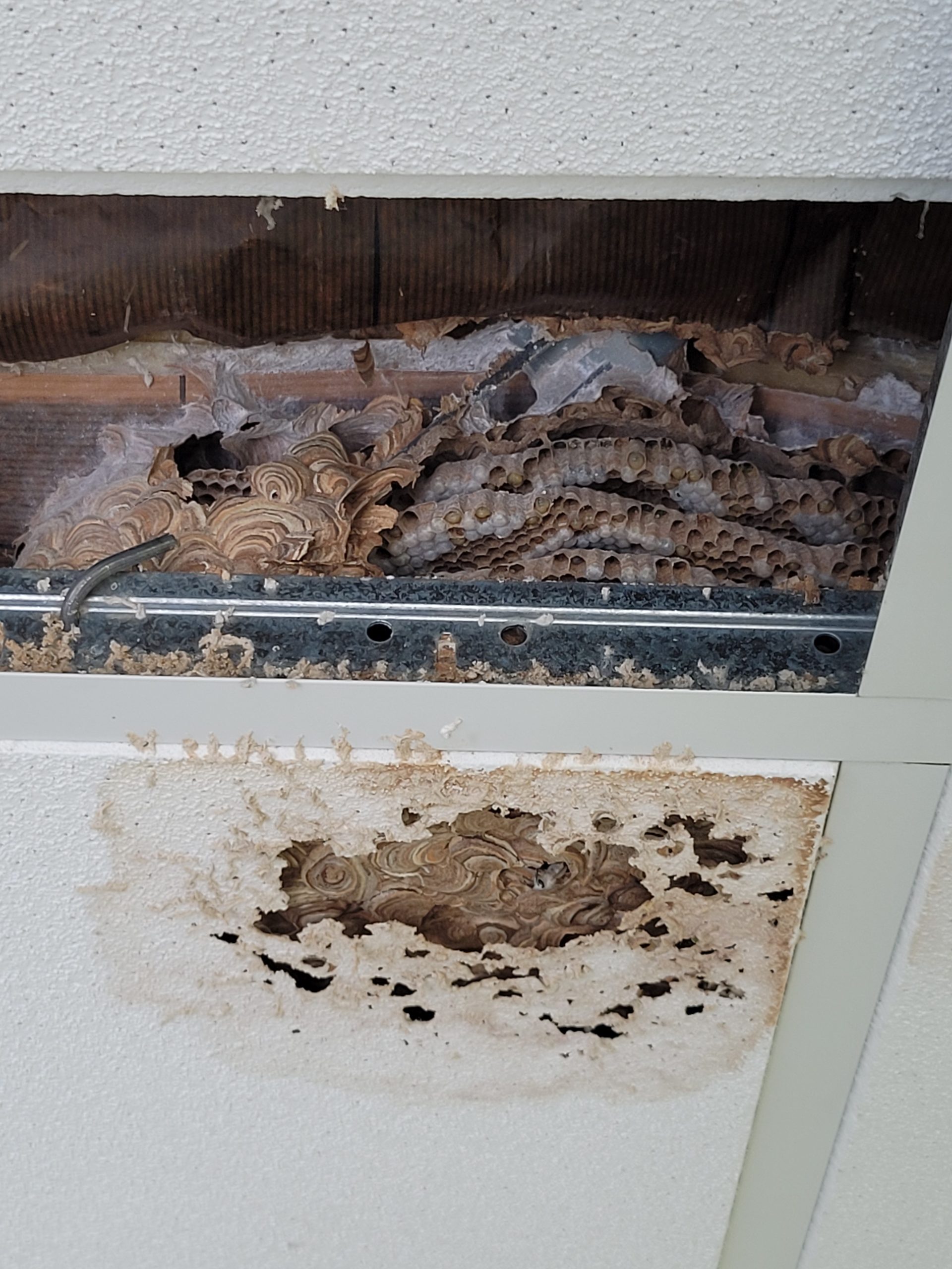 guêpes dans les murs Rethel